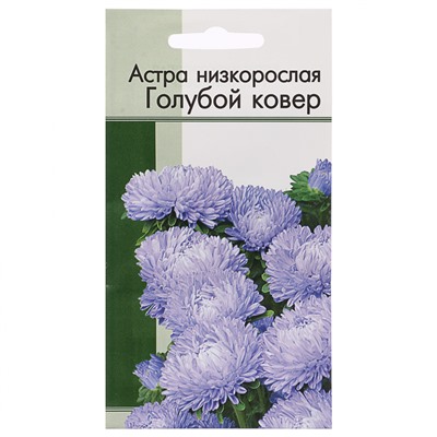 Астра Голубой Ковер ЕКБ