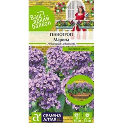 Гелиотроп Марина Сем.Алтая