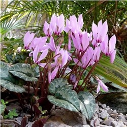 Цикломен Киликийский 13/15 1шт СдС