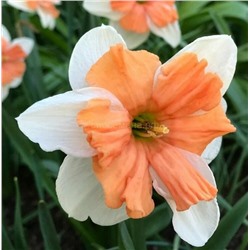 Нарцисс Электрус 12/14 2шт СдС