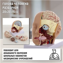 Анатомическая модель «Макет головы человека», разборный, 20×20×15 см