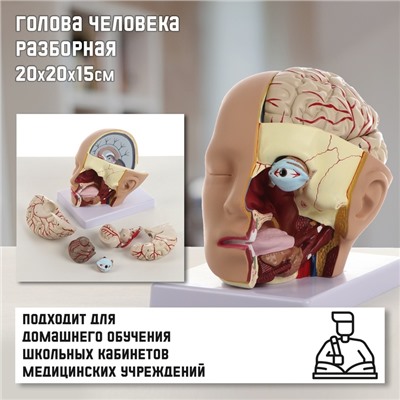 Анатомическая модель «Макет головы человека», разборный, 20×20×15 см