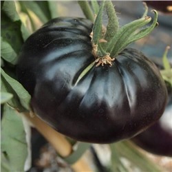 7186Т Томат Черная прелесть 10шт