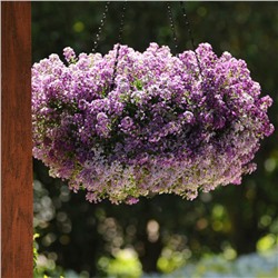 5227D Алиссум приморский Клиа Кристалл Лавендер Шейдс 5шт