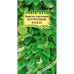 Кирказон Изумрудный каскад скрученный Мн (Гавр)