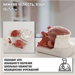 Анатомическая модель «Макет нижней челюсти и языка», 10×7×7 см
