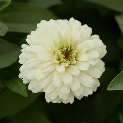 5220D Цинния мариландская Дабл Захара Вайт 5шт