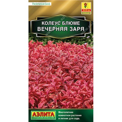 1539A Колеус блюме Вечерняя заря 10 шт
