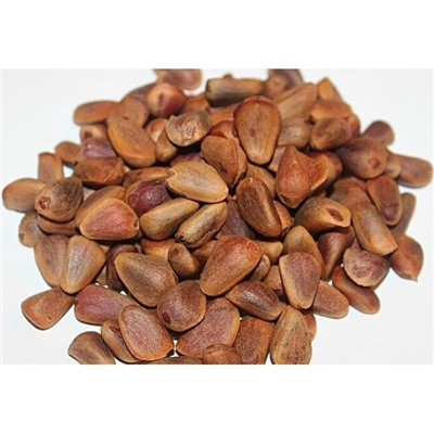 Кедр Сибирский стратифицированны (20шт) (Код: 93476)