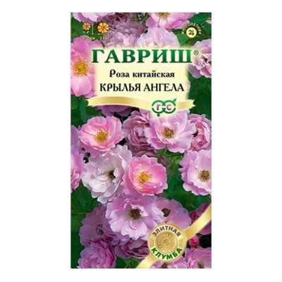 Роза Китайская  Крылья Ангелов (Код: 13931)