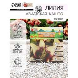 Лилия Азиатская Кашпо Curitiba, луковица в пакете с перфорацией, р-р 12/14, 2 шт.