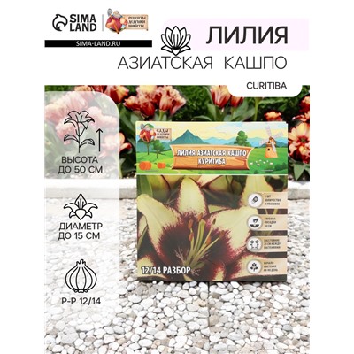 Лилия Азиатская Кашпо Curitiba, луковица в пакете с перфорацией, р-р 12/14, 2 шт.