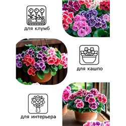 Семена комнатных цветов Глоксиния Аванти "Смесь", ц/п,  F1, 4 шт.
