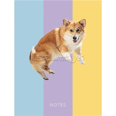 Книги для записей А6 "Корги" 64л. 7БЦ, глянцевая ламинация, форзацы – однотонные (белые)