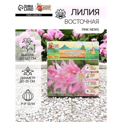 Лилия Восточная Pink News, луковица в пакете с перфорацией, р-р 12/14, 3 шт.