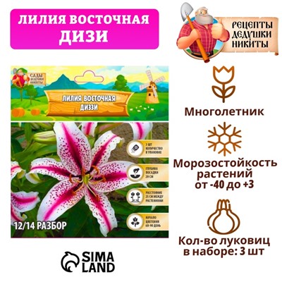 Лилия Восточная «Диззи», луковица в пакете с перфорацией, р-р 12/14, 3 шт.