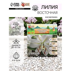 Лилия Восточная "Касабланка", р-р 12/14, 3 шт, Весна 2025