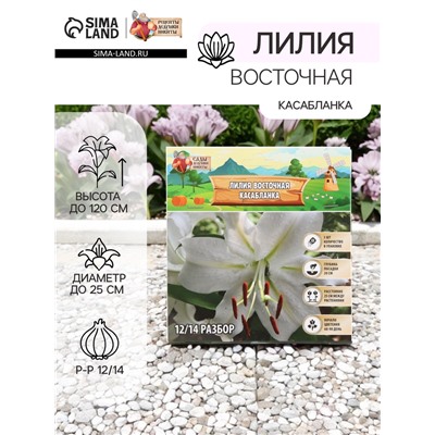 Лилия Восточная "Касабланка", р-р 12/14, 3 шт, Весна 2025