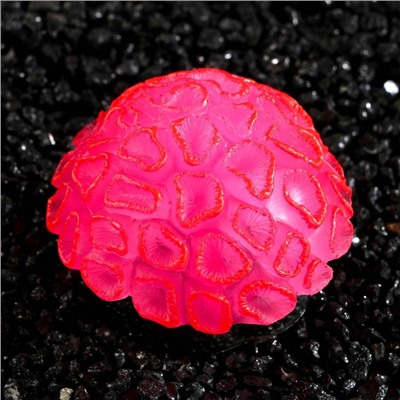 Декор для аквариума коралл Faviidae, 5×2.5 см, силиконовый, розовый