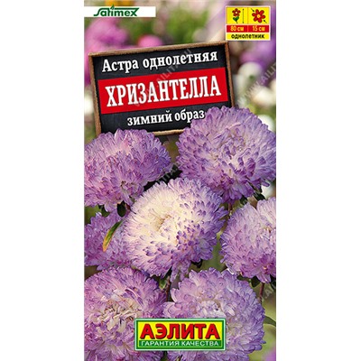 Астра Хризантелла Зимний образ (Код: 93510)