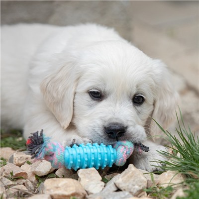 Игрушка жевательная «Элемент», 17×3.2 см, голубая/розовая