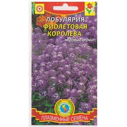 Лобулярия Фиолетовая королева (Код: 75981)