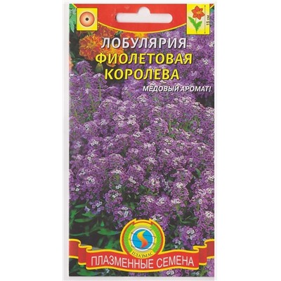 Лобулярия Фиолетовая королева (Код: 75981)
