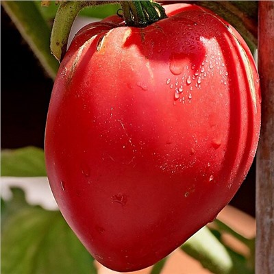 7155Т Томат Анна Рашен 10шт