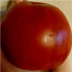 7012T Томат Глинтвейн 10шт