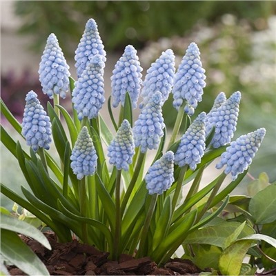 Мускари Валери Финнис (9/+) 6шт СдС