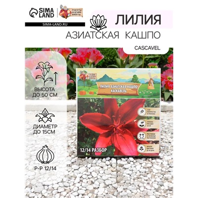 Лилия Азиатская Кашпо "Cascavel", р-р 12/14, 2 шт, Весна 2025