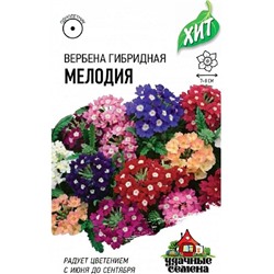 Вербена Мелодия   ХИТ (Код: 15656)