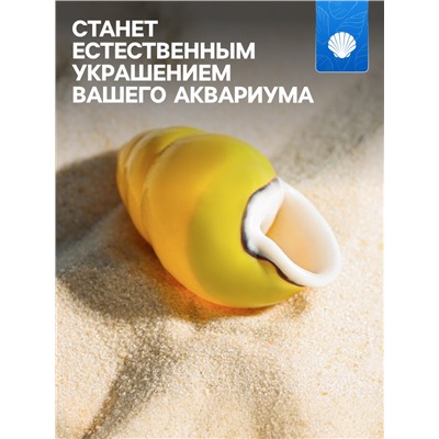 Ракушка декоративная, 4-5 см