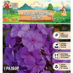 Флокс метельчатый "Аметист", р-р I, Весна 2025, 2 шт