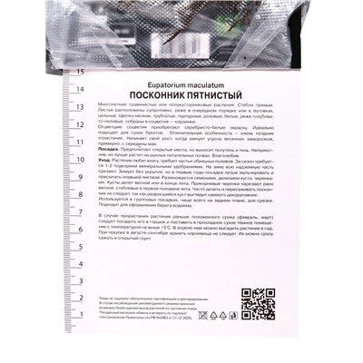 Посконник «пятнистый Беби Джо», 1 шт., р-р I