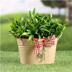 Кашпо «Ведерко Рустад», 14×11×9 см, бежевое