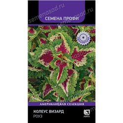 Колеус Визард Роуз (Код: 93371)