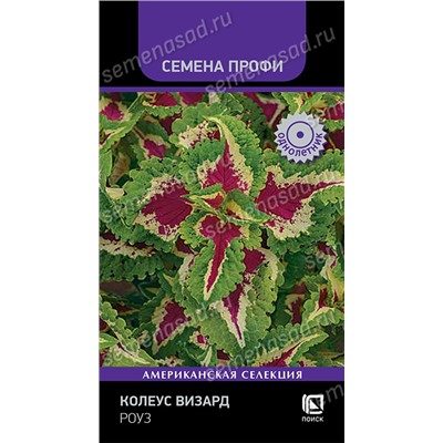 Колеус Визард Роуз (Код: 93371)