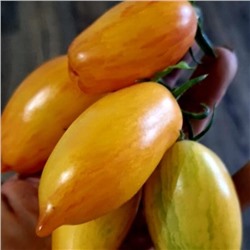 7043T Томат Лисий хвост 10шт