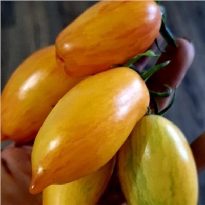 7043T Томат Лисий хвост 10шт