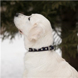 Ошейник кожаный однослойный безразмерный, 45×2 см, ОШ 18-39 см, синий