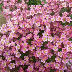 5233D Камнеломка Арендса Хайлендер Роуз Шейдс 5шт