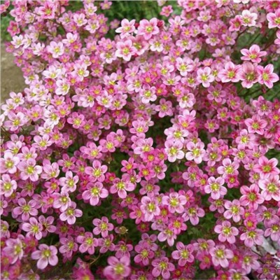 5233D Камнеломка Арендса Хайлендер Роуз Шейдс 5шт