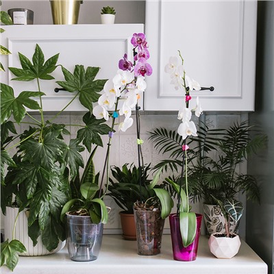 Горшок для орхидей, 2 л, 14.8×16.2 см, круглый, пластиковый, прозрачно-серый