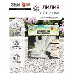 Лилия Восточная "Дабл Май Веддинг", р-р 12/14, 3 шт, Весна 2025