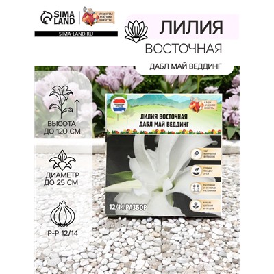 Лилия Восточная "Дабл Май Веддинг", р-р 12/14, 3 шт, Весна 2025