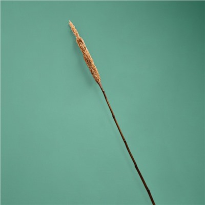 Сухоцвет «Пати», 180 см, натуральный