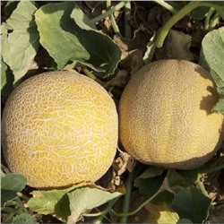 5021D Дыня Царская 5шт