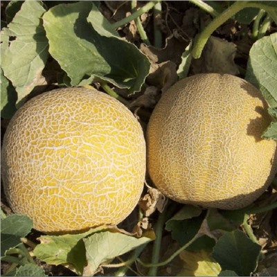 5021D Дыня Царская 5шт