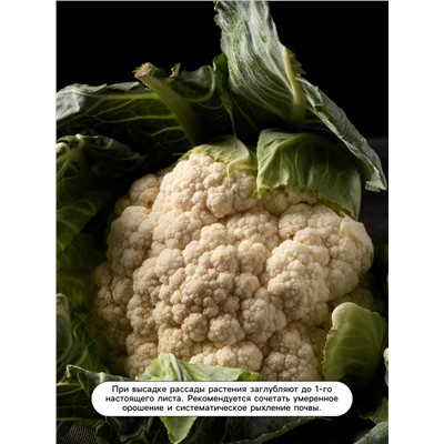 Семена Капуста цветная, «Форталеза», F1, 10 шт., Seminis, «Агрос»